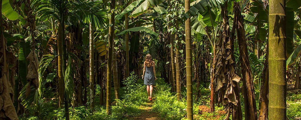 Spice Plantation